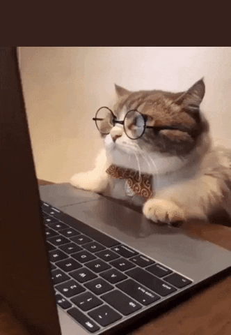Katzenvideo via Giphy.com Eine Katze mit Brille schaut auf einen Computer und sagt dass diese Story bestimmt aus einer total verlässlichen Quelle stammt.